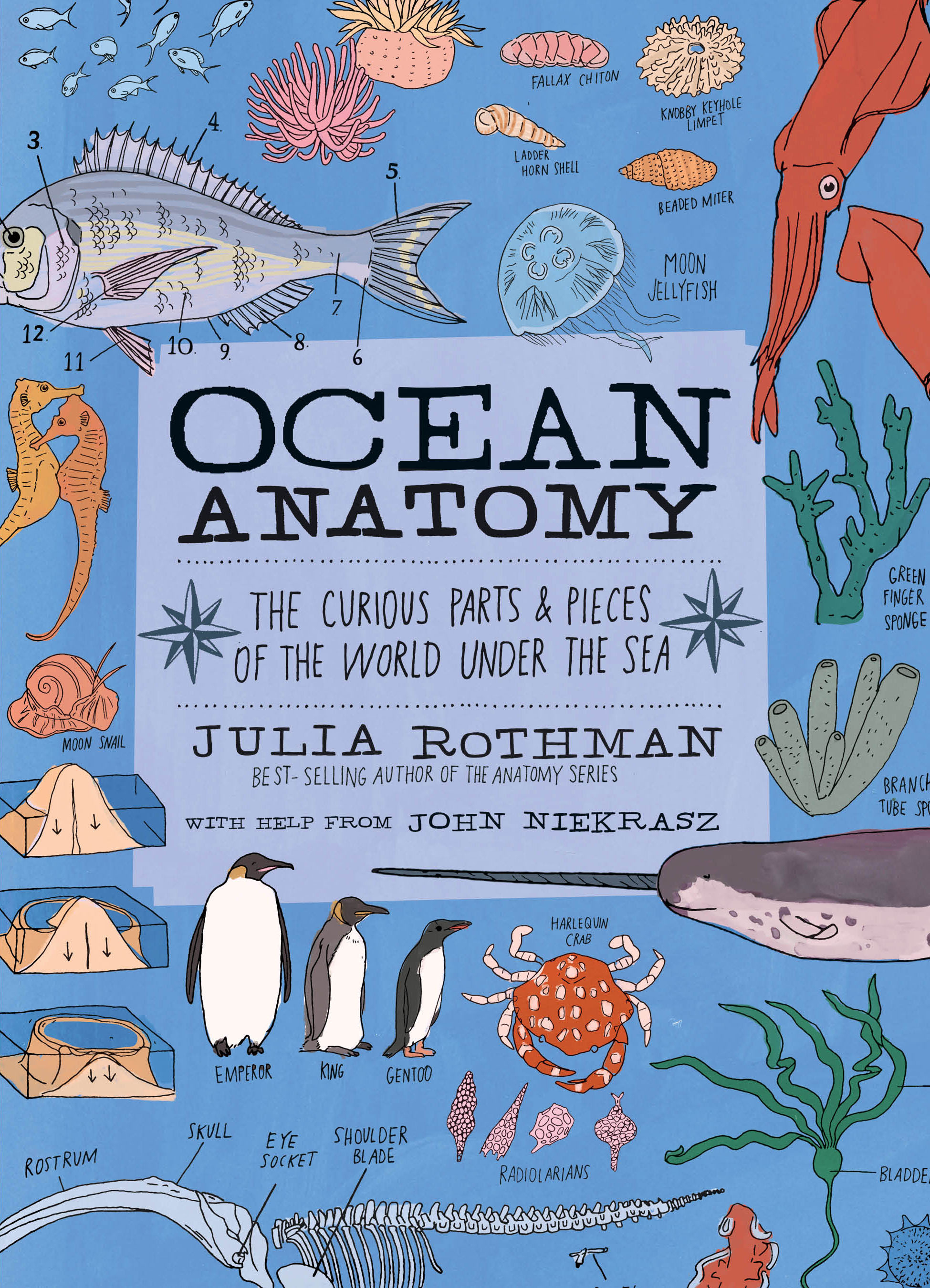 Ocean Anatomy by Julia Rothman